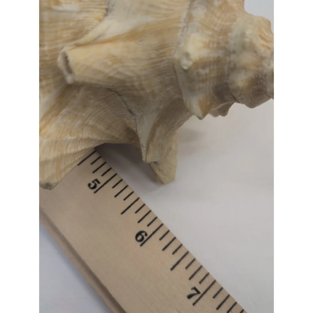 🏖️Large Vintage Pink-Lipped Murex Sea Shell Natural Ocean‎ Beach Coastal Decor